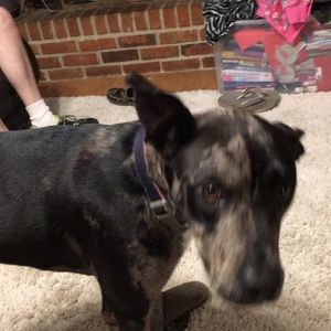 Meet your Posher, Natasha